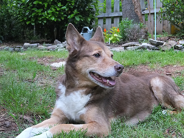 Fuji XF1 - dog image
