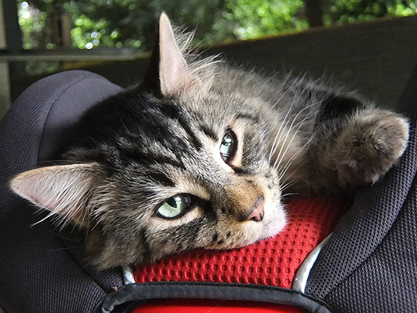 Fuji XF1 review - cat shot