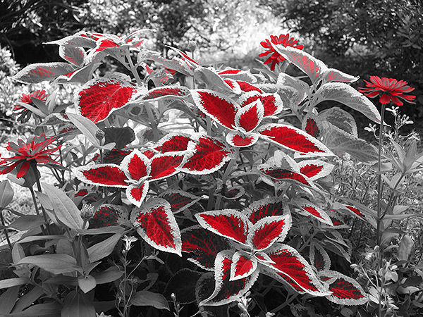 Fuji XF1 - Partial Color filter