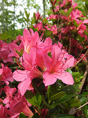 Fuji XF1 - Macro shot 1