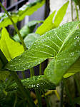 Click to see Y-B0000063-EDIT.jpg