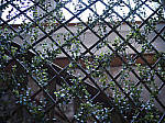 Click to see Y-B0000099.jpg
