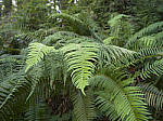 Click to see Y-B0000115.jpg