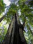 Click to see Y-B0000118-EDIT.jpg