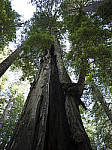 Click to see Y-B0000118.jpg