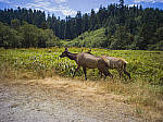 Click to see Y-B0000162-EDIT.jpg