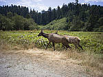 Click to see Y-B0000162.jpg
