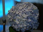 Click to see Y-B0000175.JPG