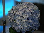 Click to see Y-B0000176.JPG
