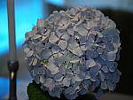 Click to see Y-B0000177.JPG
