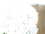 Click to see Y-B0000186.JPG