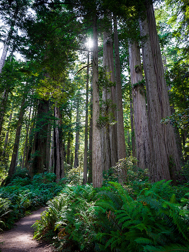 Hasselblad X1D Field Test