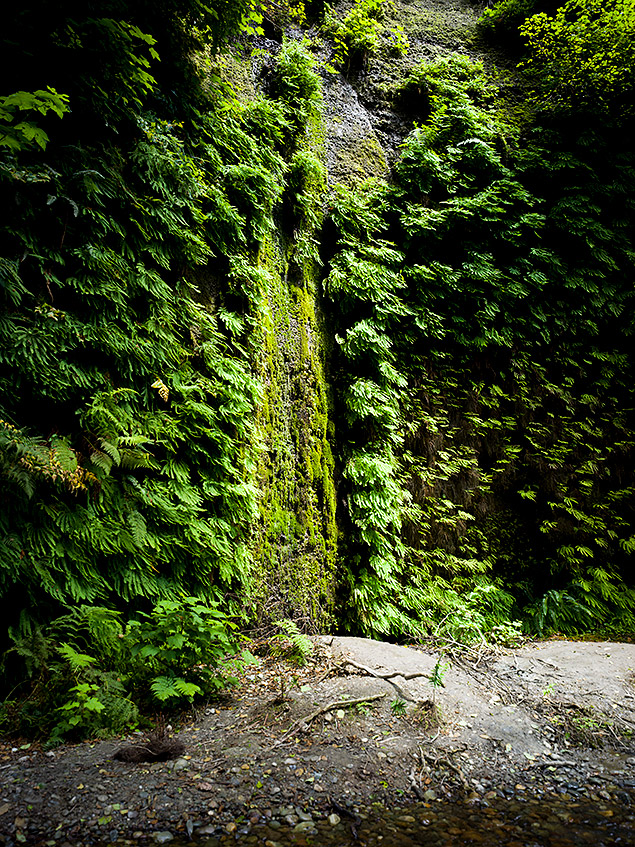 Hasselblad X1D Field Test