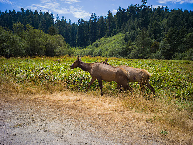 Hasselblad X1D Field Test