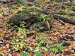 Click to see Y-JG-HAS-X2D-100C-0570-MOD.JPG