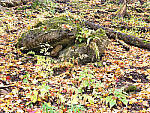 Click to see Y-JG-HAS-X2D-100C-0570.JPG