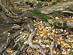 Click to see Y-JG-HAS-X2D-100C-0637.JPG