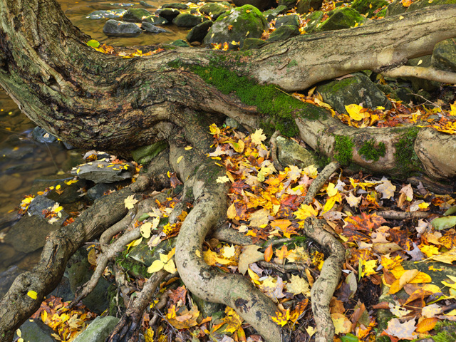 Hasselblad X2D 100C Review: Field Test -- Gallery Image
