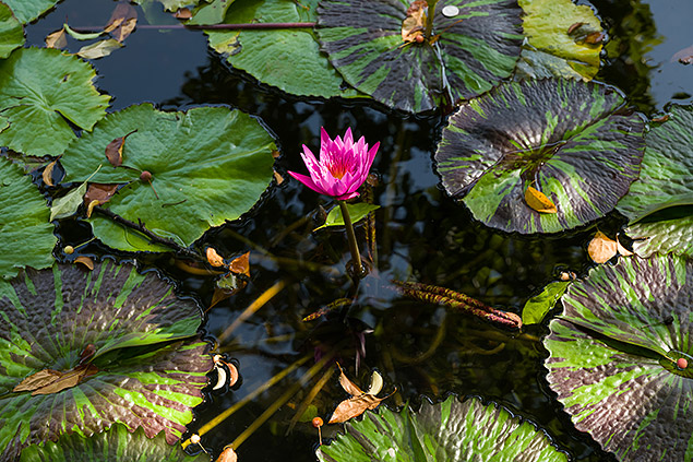 Leica SL Review -- Gallery Image