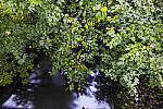 Click to see Y-JS-L1000187-EDIT.JPG