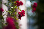 Click to see Y-JS-L1000256-EDIT.JPG
