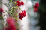 Click to see Y-JS-L1000256.JPG