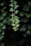 Click to see Y-JS-L1000291.JPG