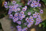 Click to see Y-JS-L1000292.JPG