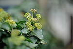 Click to see Y-JS-L1000293.JPG