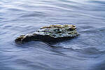 Click to see Y-JS-L1000438-EDIT.JPG