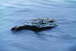 Click to see Y-JS-L1000438.JPG