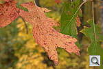 Click to see YL1000745-NoSharp.JPG