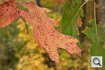 Click to see YL1000745_UnsharpMask-200r03.JPG