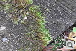 Click to see YL1000751-NoSharp.JPG