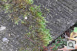 Click to see YL1000751_UnsharpMask-200r03.JPG