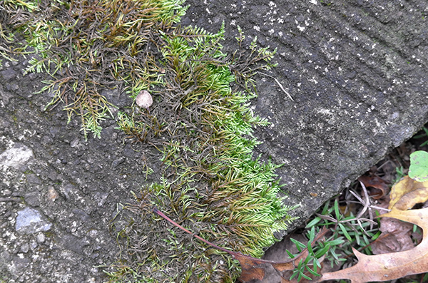 Leica X Vario Review - Sample image