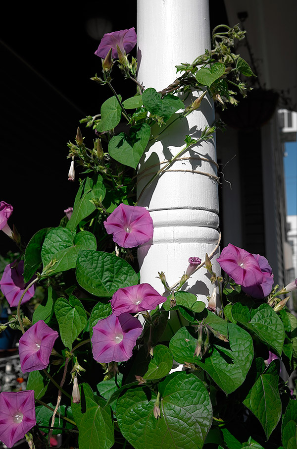 Leica X-Vario Review - Sample Image