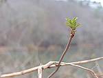 Click to see Y-L16_00325.jpg