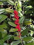 Click to see Y-L16_00331.jpg