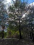 Click to see Y-L16_00339.jpg