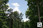 Click to see D3200PINE_ACRu300r03.JPG