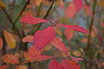Click to see Y-KIT-A0623.JPG