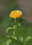 Click to see Y-D3400-0005.JPG