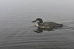Click to see Y-KIT_DSC0172.JPG