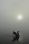 Click to see Y-KIT_DSC0175.JPG