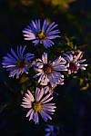 Click to see Y-KIT_DSC0631.JPG