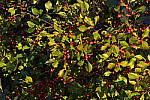 Click to see Y-KIT_DSC0644.JPG