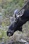 Click to see Y_DSC0010.JPG