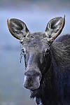 Click to see Y_DSC0011.JPG