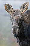 Click to see Y_DSC0012-MOD.JPG